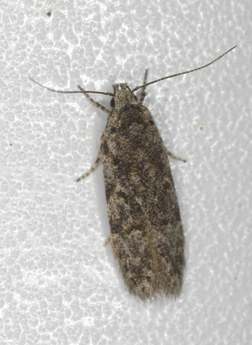 Xenolechia ontariensis Keifer, 1933