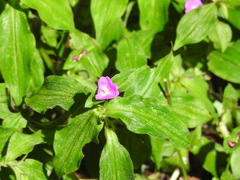 Tradescantia poelliae image