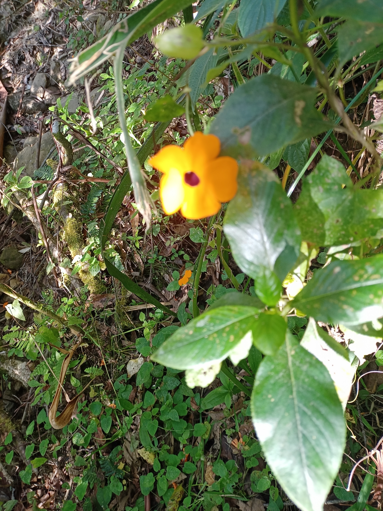 Thunbergia alata image