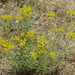 Haplophyllum villosum - Photo (c) ramazan_murtazaliev, some rights reserved (CC BY-NC), uploaded by ramazan_murtazaliev