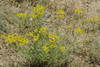 Haplophyllum villosum - Photo (c) ramazan_murtazaliev, some rights reserved (CC BY-NC), uploaded by ramazan_murtazaliev