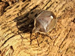 Chlorochroa pinicola