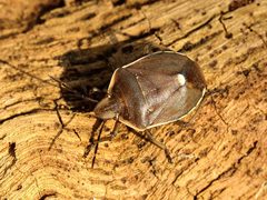 Chlorochroa pinicola