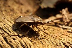 Chlorochroa pinicola