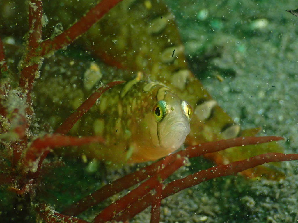 Bracketed blenny (Pholis laeta) — Pholidae