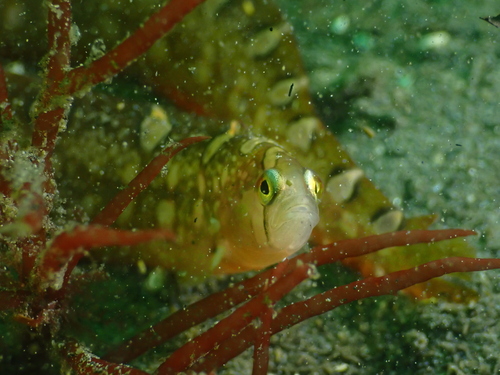 Bracketed blenny (Pholis laeta) — Pholidae