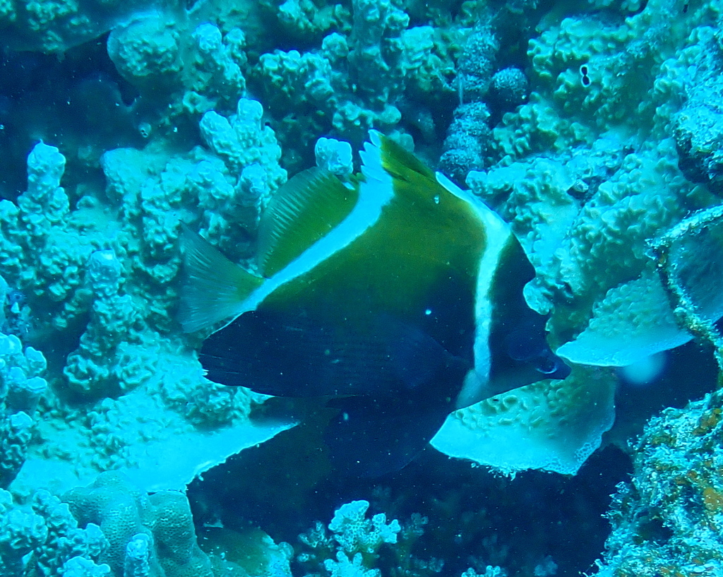 Horned Bannerfish