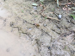 Sceliphron fistularium