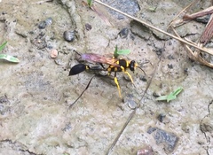 Sceliphron fistularium