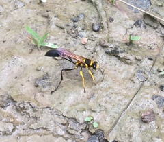 Sceliphron fistularium