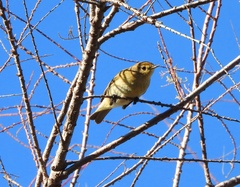 Phylloscopus collybita