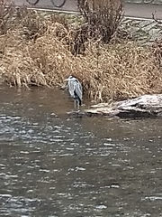 Ardea cinerea