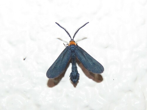 Grapeleaf Skeletonizer Moth photo 6
