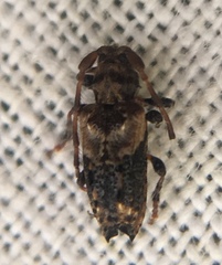 Pogonocherus hispidus