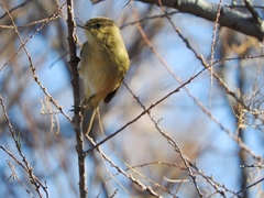 Phylloscopus collybita