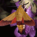 Olive Bee Hawkmoth - Photo (c) Paolo Mazzei, some rights reserved (CC BY-NC), uploaded by Paolo Mazzei