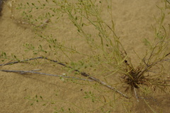 Thesium maritimum