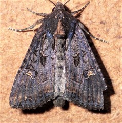 Helotropha reniformis