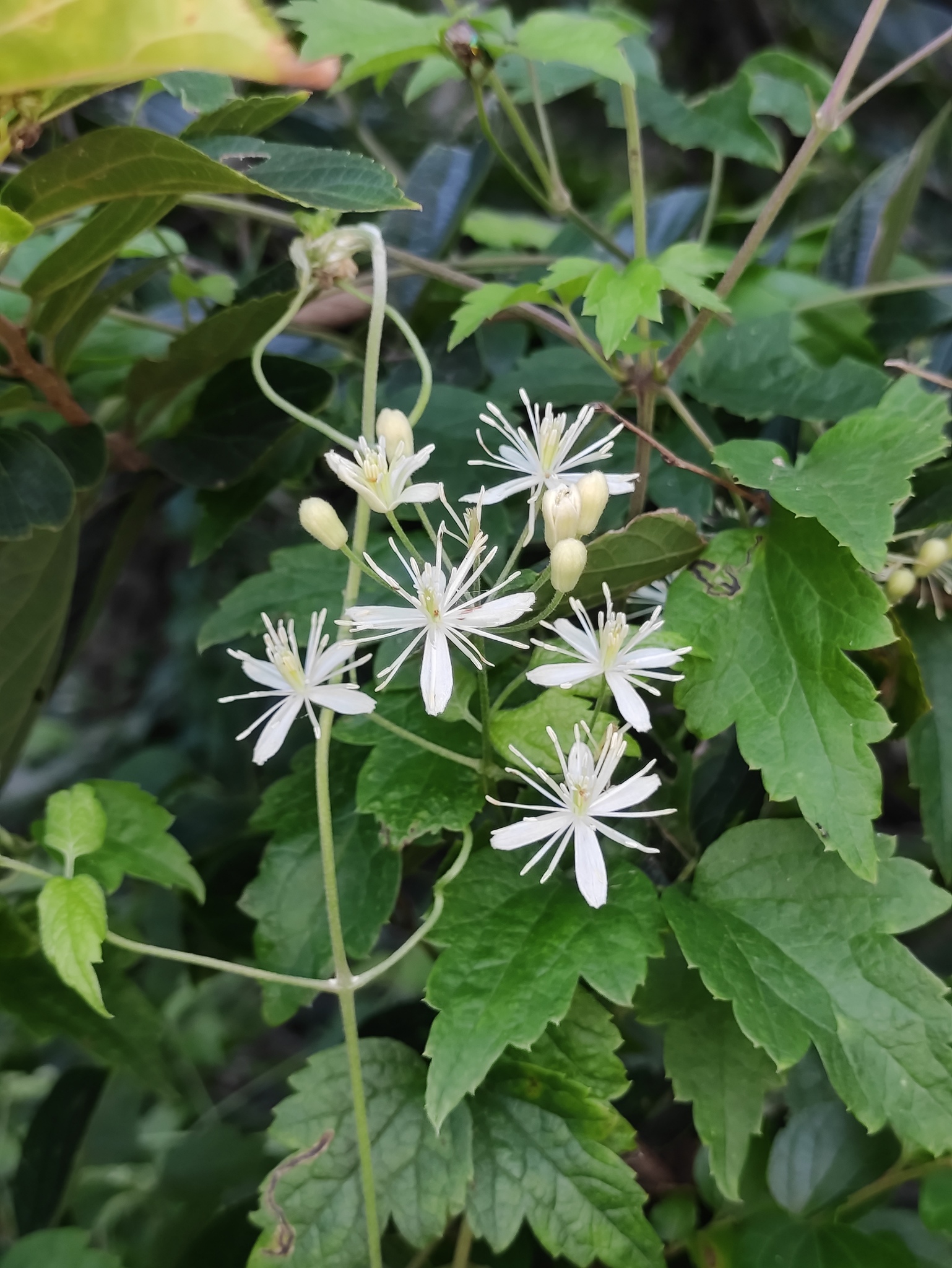 Clematis apiifolia