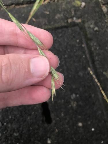 Slender wheatgrass (Elymus ciliaris)