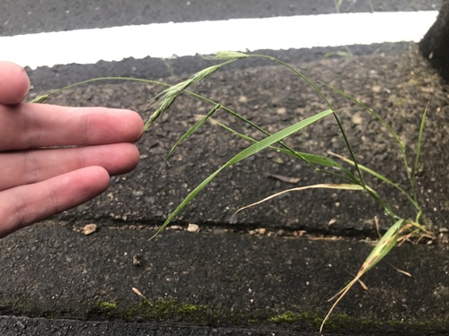 Image of Elymus ciliaris by no rights reserved