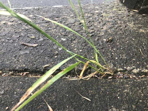 Image of Elymus ciliaris by no rights reserved