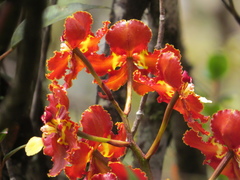 Otoglossum