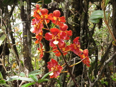 Otoglossum