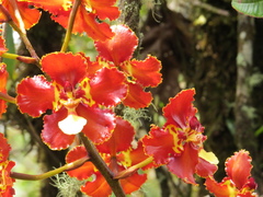 Otoglossum
