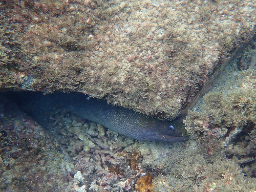 Gymnothorax dovii