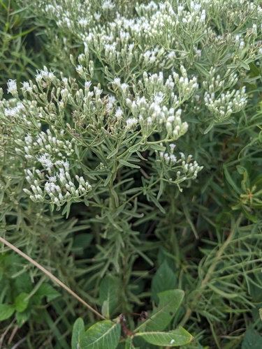 Narrowleaf bushy eupatorium