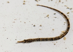 Syngnathus scovelli