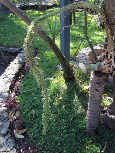 Agave attenuata