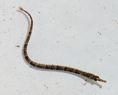Syngnathus scovelli