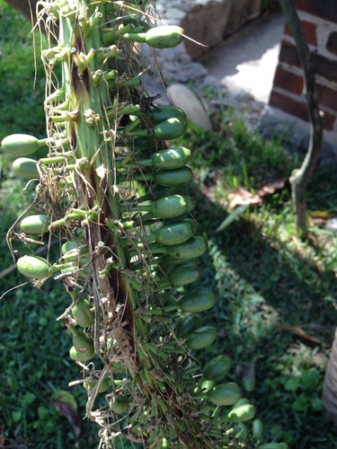 Agave attenuata