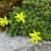 Saxifraga juniperifolia - Photo (c) ramazan_murtazaliev, alguns direitos reservados (CC BY-NC), uploaded by ramazan_murtazaliev