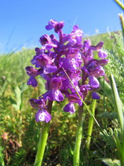 Anacamptis morio caucasica