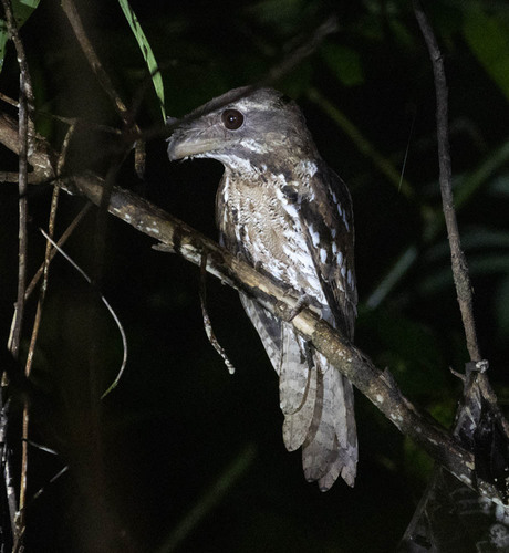 Marbled Frogmouth (Podargus ocellatus), photo 9