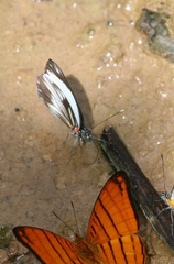 Pieriballia viardi