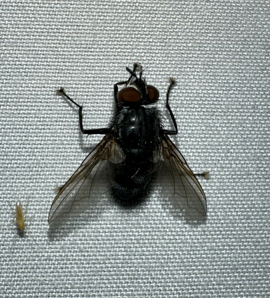 Bot Flies, Blow Flies, and Allies from Goose Shoals, Lauderdale County