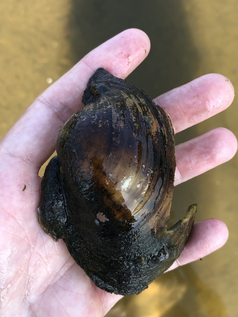 Plain Pocketbook from Saint Croix River, Stillwater, MN, US on August ...