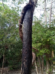 Metopium brownei