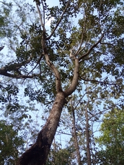 Metopium brownei