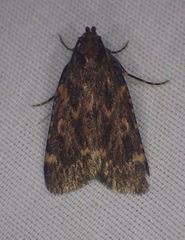 Aglossa