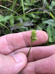 Carex leavenworthii
