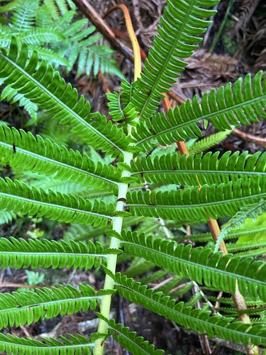 Sadleria souleyetiana