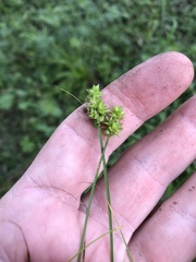 Carex leavenworthii