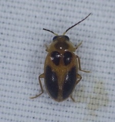 Sacodes pulchella
