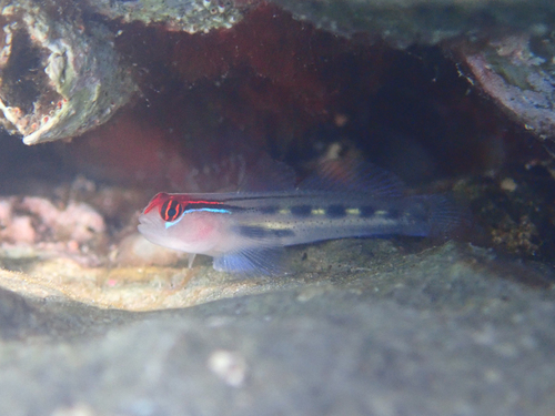 Redhead Goby