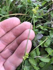 Carex leavenworthii
